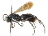  (Ammosphex occidentalis - CCDB-24289-H11)  @14 [ ] CreativeCommons - Attribution (2015) CBG Photography Group Centre for Biodiversity Genomics