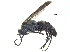  (Aporinellus yucatanensis - CCDB-28551-C09)  @14 [ ] CreativeCommons - Attribution (2015) CBG Photography Group Centre for Biodiversity Genomics