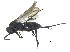  ( - CCDB-28551-F08)  @14 [ ] CreativeCommons - Attribution (2015) CBG Photography Group Centre for Biodiversity Genomics