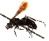  ( - CCDB-28551-A02)  @11 [ ] CreativeCommons - Attribution (2015) CBG Photography Group Centre for Biodiversity Genomics