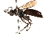  ( - CCDB-28551-A03)  @11 [ ] CreativeCommons - Attribution (2015) CBG Photography Group Centre for Biodiversity Genomics