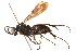  ( - CCDB-28551-D03)  @11 [ ] CreativeCommons - Attribution (2015) CBG Photography Group Centre for Biodiversity Genomics