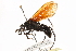 ( - CCDB-28551-F01)  @13 [ ] CreativeCommons - Attribution (2015) CBG Photography Group Centre for Biodiversity Genomics