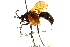  ( - CCDB-28551-F05)  @13 [ ] CreativeCommons - Attribution (2015) CBG Photography Group Centre for Biodiversity Genomics