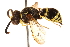  (Ancistrocerus lineativentris - CCDB-28551-G09)  @11 [ ] CreativeCommons - Attribution (2015) CBG Photography Group Centre for Biodiversity Genomics