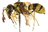  ( - CCDB-28551-H01)  @11 [ ] CreativeCommons - Attribution (2015) CBG Photography Group Centre for Biodiversity Genomics