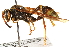  (Mischocyttarus flavitarsis - CCDB-28551-H06)  @14 [ ] CreativeCommons - Attribution (2015) CBG Photography Group Centre for Biodiversity Genomics