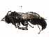  ( - CCDB-28918-B03)  @15 [ ] CreativeCommons - Attribution (2015) CBG Photography Group Centre for Biodiversity Genomics