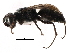  (Miscophus evansi - CCDB-28918-B09)  @11 [ ] CreativeCommons - Attribution (2015) CBG Photography Group Centre for Biodiversity Genomics