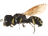  (Lestica - CCDB-28918-C01)  @15 [ ] CreativeCommons - Attribution (2015) CBG Photography Group Centre for Biodiversity Genomics
