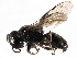  (Crossocerus chromatipus - CCDB-28918-C08)  @11 [ ] CreativeCommons - Attribution (2015) CBG Photography Group Centre for Biodiversity Genomics