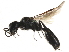  ( - CCDB-28918-C12)  @14 [ ] CreativeCommons - Attribution (2015) CBG Photography Group Centre for Biodiversity Genomics