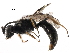  ( - CCDB-28918-D03)  @14 [ ] CreativeCommons - Attribution (2015) CBG Photography Group Centre for Biodiversity Genomics