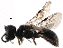  (Diodontus - CCDB-28918-D05)  @15 [ ] CreativeCommons - Attribution (2015) CBG Photography Group Centre for Biodiversity Genomics