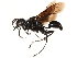  ( - CCDB-28918-D10)  @13 [ ] CreativeCommons - Attribution (2015) CBG Photography Group Centre for Biodiversity Genomics