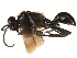  ( - CCDB-28918-D12)  @12 [ ] CreativeCommons - Attribution (2015) CBG Photography Group Centre for Biodiversity Genomics