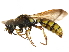  (Cerceris sextoides - CCDB-28918-E03)  @11 [ ] CreativeCommons - Attribution (2015) CBG Photography Group Centre for Biodiversity Genomics