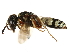  (Philanthus ventilabris - CCDB-28918-E04)  @15 [ ] CreativeCommons - Attribution (2015) CBG Photography Group Centre for Biodiversity Genomics