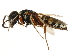  ( - CCDB-28918-E05)  @11 [ ] CreativeCommons - Attribution (2015) CBG Photography Group Centre for Biodiversity Genomics