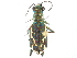  (Cylindera terricola - CCDB-28919-A09)  @14 [ ] CreativeCommons - Attribution (2015) CBG Photography Group Centre for Biodiversity Genomics