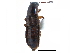  (Quedius uteanus divergens - CCDB-28919-D11)  @11 [ ] CreativeCommons - Attribution (2015) CBG Photography Group Centre for Biodiversity Genomics