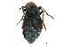  ( - CCDB-28920-E02)  @11 [ ] CreativeCommons - Attribution (2015) CBG Photography Group Centre for Biodiversity Genomics