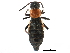  ( - CCDB-28920-E04)  @11 [ ] CreativeCommons - Attribution (2015) CBG Photography Group Centre for Biodiversity Genomics