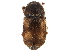  (Nitidula carnaria - CCDB-28920-H08)  @11 [ ] CreativeCommons - Attribution (2015) CBG Photography Group Centre for Biodiversity Genomics