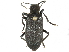  (Ditylus quadricollis - CCDB-28922-A07)  @14 [ ] CreativeCommons - Attribution (2015) CBG Photography Group Centre for Biodiversity Genomics