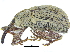  ( - CCDB-28923-E01)  @11 [ ] CreativeCommons - Attribution (2015) CBG Photography Group Centre for Biodiversity Genomics