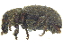  ( - CCDB-28923-F02)  @11 [ ] CreativeCommons - Attribution (2015) CBG Photography Group Centre for Biodiversity Genomics