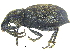  ( - CCDB-28923-F03)  @11 [ ] CreativeCommons - Attribution (2015) CBG Photography Group Centre for Biodiversity Genomics
