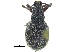  (Omias saccatus - CCDB-28923-F05)  @11 [ ] CreativeCommons - Attribution (2015) CBG Photography Group Centre for Biodiversity Genomics