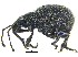  ( - CCDB-28923-F06)  @11 [ ] CreativeCommons - Attribution (2015) CBG Photography Group Centre for Biodiversity Genomics