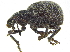 ( - CCDB-28923-F07)  @11 [ ] CreativeCommons - Attribution (2015) CBG Photography Group Centre for Biodiversity Genomics