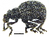  ( - CCDB-28923-F08)  @11 [ ] CreativeCommons - Attribution (2015) CBG Photography Group Centre for Biodiversity Genomics