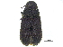  ( - CCDB-28924-A04)  @11 [ ] CreativeCommons - Attribution (2015) CBG Photography Group Centre for Biodiversity Genomics