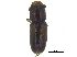  (Corthylini - CCDB-28924-B06)  @14 [ ] CreativeCommons - Attribution (2015) CBG Photography Group Centre for Biodiversity Genomics