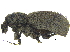  ( - CCDB-28924-C08)  @11 [ ] CreativeCommons - Attribution (2015) CBG Photography Group Centre for Biodiversity Genomics