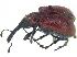  ( - CCDB-28924-D09)  @11 [ ] CreativeCommons - Attribution (2015) CBG Photography Group Centre for Biodiversity Genomics