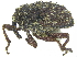  ( - CCDB-28924-F01)  @11 [ ] CreativeCommons - Attribution (2015) CBG Photography Group Centre for Biodiversity Genomics