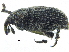  ( - CCDB-28924-F09)  @11 [ ] CreativeCommons - Attribution (2015) CBG Photography Group Centre for Biodiversity Genomics