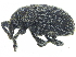 ( - CCDB-28924-F10)  @11 [ ] CreativeCommons - Attribution (2015) CBG Photography Group Centre for Biodiversity Genomics
