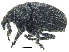 ( - CCDB-28924-F11)  @11 [ ] CreativeCommons - Attribution (2015) CBG Photography Group Centre for Biodiversity Genomics