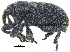  ( - CCDB-28924-F12)  @11 [ ] CreativeCommons - Attribution (2015) CBG Photography Group Centre for Biodiversity Genomics