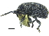  ( - CCDB-28924-G01)  @11 [ ] CreativeCommons - Attribution (2015) CBG Photography Group Centre for Biodiversity Genomics