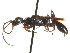  (Ampulex canaliculata - CCDB-28925-A01)  @13 [ ] CreativeCommons - Attribution (2015) CBG Photography Group Centre for Biodiversity Genomics