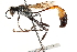  ( - CCDB-28925-A10)  @13 [ ] CreativeCommons - Attribution (2015) CBG Photography Group Centre for Biodiversity Genomics