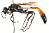 ( - CCDB-28925-A11)  @11 [ ] CreativeCommons - Attribution (2015) CBG Photography Group Centre for Biodiversity Genomics