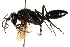  ( - CCDB-28925-B05)  @13 [ ] CreativeCommons - Attribution (2015) CBG Photography Group Centre for Biodiversity Genomics